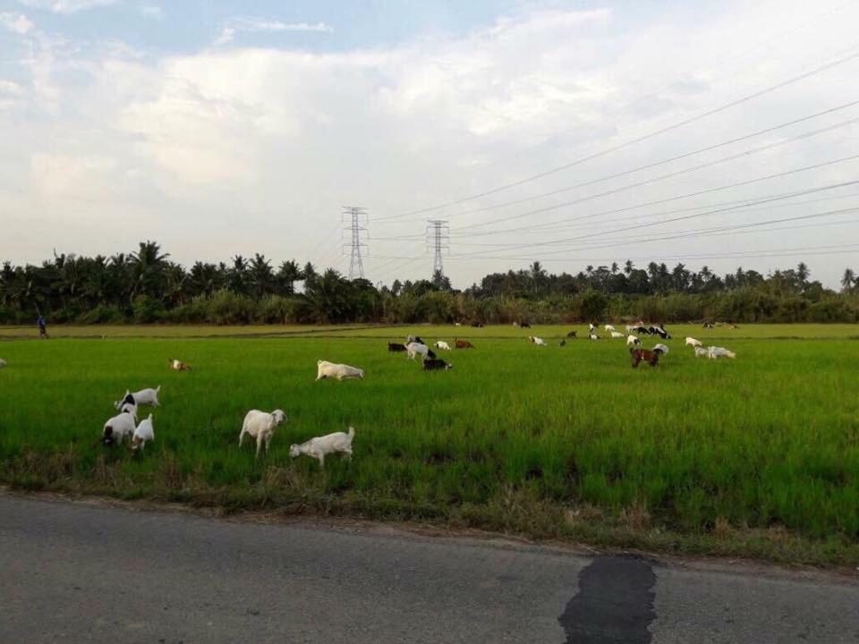 Orchard Villa Melaka المظهر الخارجي الصورة